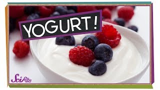 Where Does Yogurt Come From