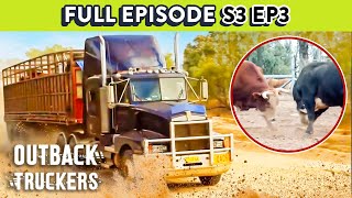 Volatile Rodeo Bulls Escape From Truck At Night | Outback Truckers  Season 3 Episode 3 FULL EPISODE