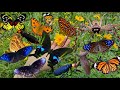 Catching Beautiful Insects in the Garden: Butterflies, Spiders, Stink Bugs, Blister Beetles &amp; More