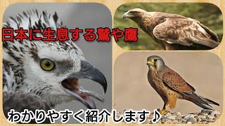 日本に生息する鷲(ワシ)や鷹(タカ)、隼(ハヤブサ)、鳶(トビ) 日本に生息する鷲(ワシ)や鷹(タカ)、隼(ハヤブサ)、鳶(トビ)