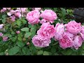 Английская роза " Мери Роуз".Ее плюсы и минусы.🌸🌸🌸🌸🌸