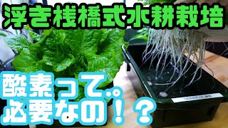 【水耕栽培大学】浮桟橋式水耕栽培で酸素が成長に及ぼす影響を調べてみた！！