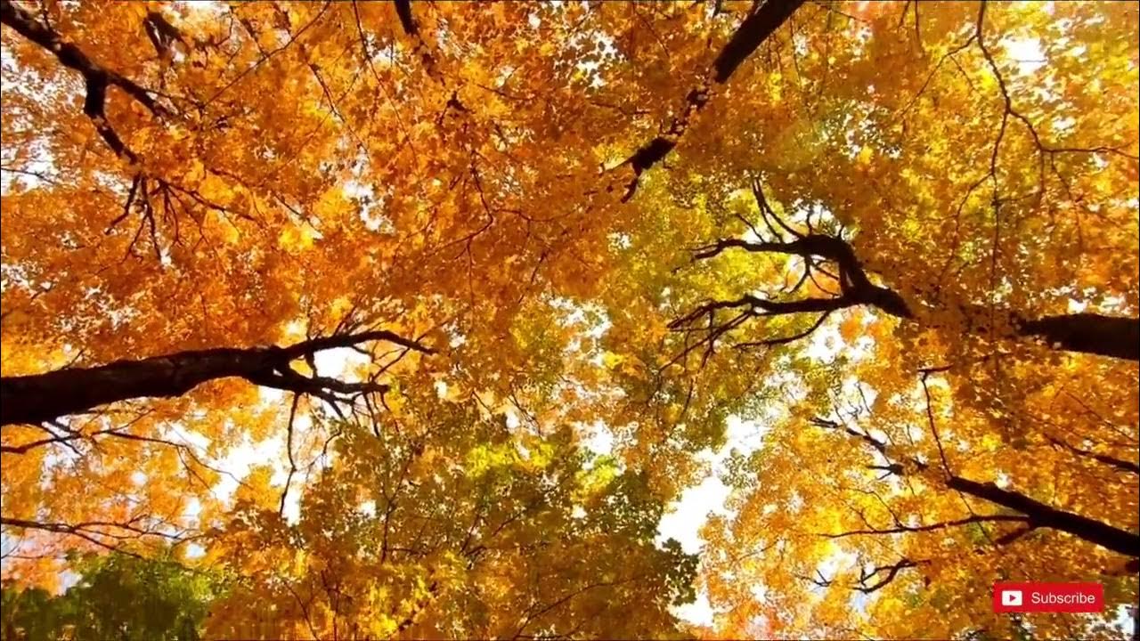 Creaking Trees Forest Wind Blowing Creaking Tree in Wind Sounds for Meditation Whitenoise