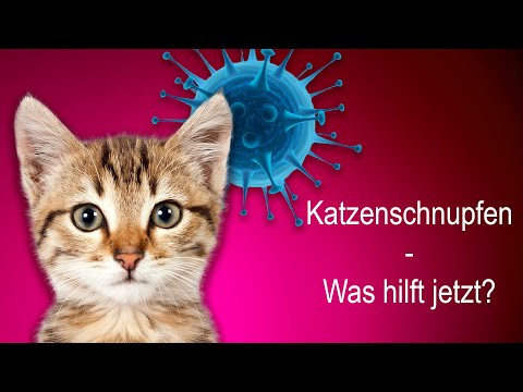 Video: Wird das Calicivirus meine Katze töten?