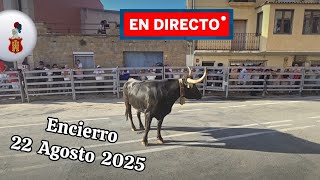 🐂🥳 ENCIERRO en DIRECTO #fiesta en Mélida 🔹️#viral #toros #viralvideo #directo 🔹️#navarra
