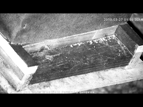 Live Honey Bee CAM - 1080p HD 24/7 Like & Share Us! Through Awareness - we're saving the bees!