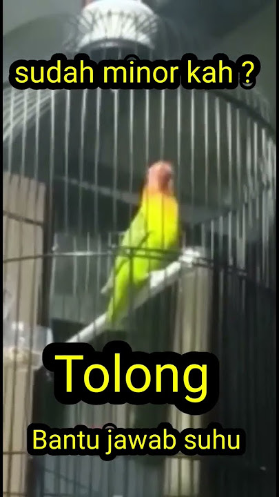 apakah lovebird ini sudah termasuk nada minor #shorts