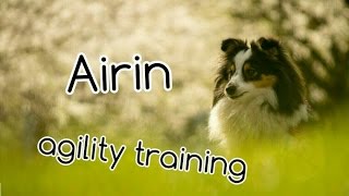 Sheltie Airin - 12 months | AGILITY TRAINING! | 20.4. 2016 by Terka Šubrtová 2,422 views 8 years ago 2 minutes, 2 seconds