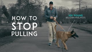 How To Take Your Dog For A Walk