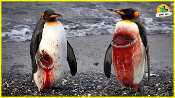 🌍 Những Điều Có Thể Bạn Chưa Biết Về Loài Chim Cánh Cụt