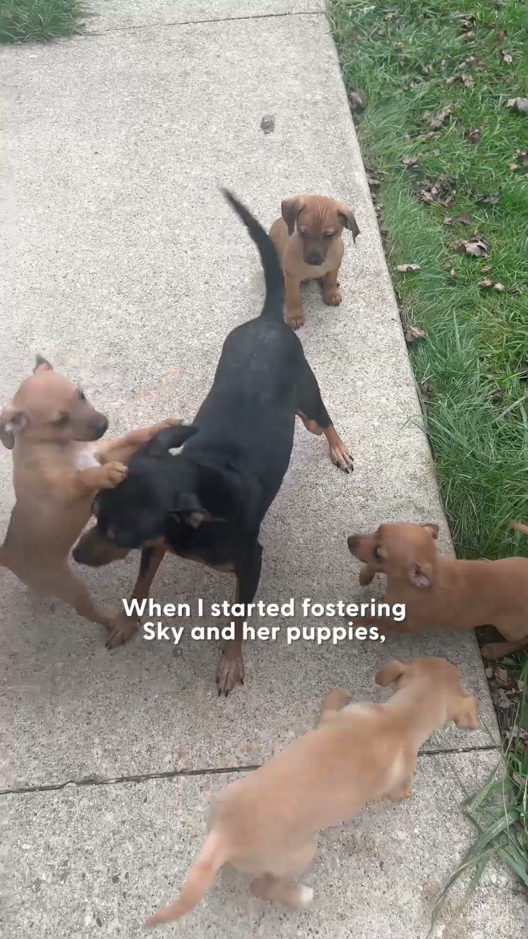 Mama Dog Celebrates The Holidays With Her Puppies | The Dodo