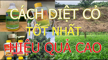 Quản lí cỏ trong vuờn sầu riêng, phát cỏ hay phun thuốc, cách diệt cỏ tốt nhất, hiệu quả.