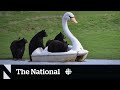#TheMoment some black bears took a joyride on a swan pedal boat