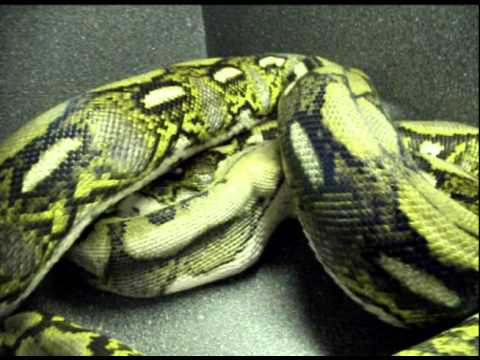 18.5' Reticulated Python eats rabbit - YouTube