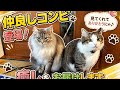 【保護猫】マツリとモチ#cat #癒やし