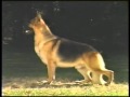 The Official AKC German Shepherd Dog Breed Standard - Part 1 of 2