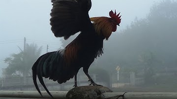 Qaib qus txuam qua thaum sawv ntxov hmoob peb caug xiab ib ปีใหม่ม้งวันที่1กับเสียงขัน(15/12/2020)-1