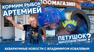 🐟 Аквариумные новости с Владимиром Ковалевым (16.06.2023). Кормление рыб в Экзоменю.