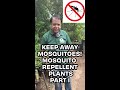 Keep Mosquitoes Away Naturally! (Part 1)