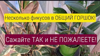 Фикус Робуста сажаю 2 в 1. Ошибки ухода и первый полив. Делаю сравнение! 25.07.25г.