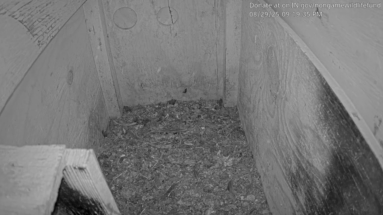 Barn Owl Nest in Southern Indiana (2025)