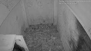 Preview of stream Live Camera Axis P3265-LVE Test