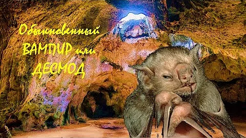 Обыкновенный ВАМПИР или ДЕСМОД