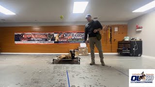 “Leo” - Belgian Malinois - 9 Months Old - Board & Train w/ Chip “CanineTraine￼r” Gray by Off Leash K9 Training - Lexington 265 views 13 days ago 5 minutes, 56 seconds