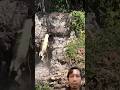 Tiger vs crocodile !!! #animals