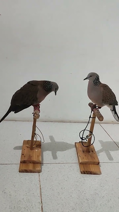 Tekukur Borneo, mode nguku RAMBO Vs ROMEO