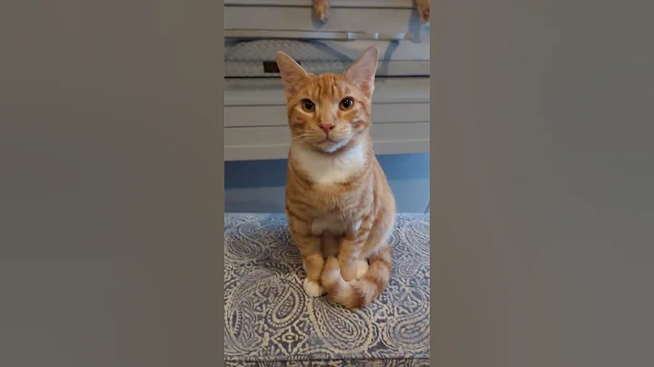 Video 11708571: mainecoons mainecooncat mainecoonkitten, mainecooncat mainecoonkitten cats, mainecoon rescue, feral cat