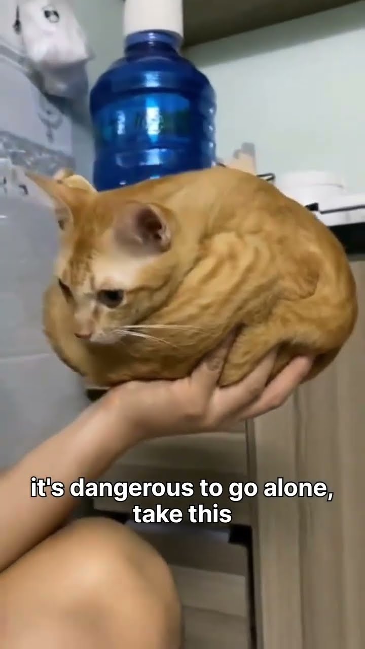 When the Kittyo like yo take me with you I got stuff to do