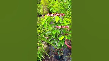 Cây Mãng cầu xiêm Thái Lan | 0386569374 - Ngọc Ngân Bến Tre | Chuyên cây độc lạ