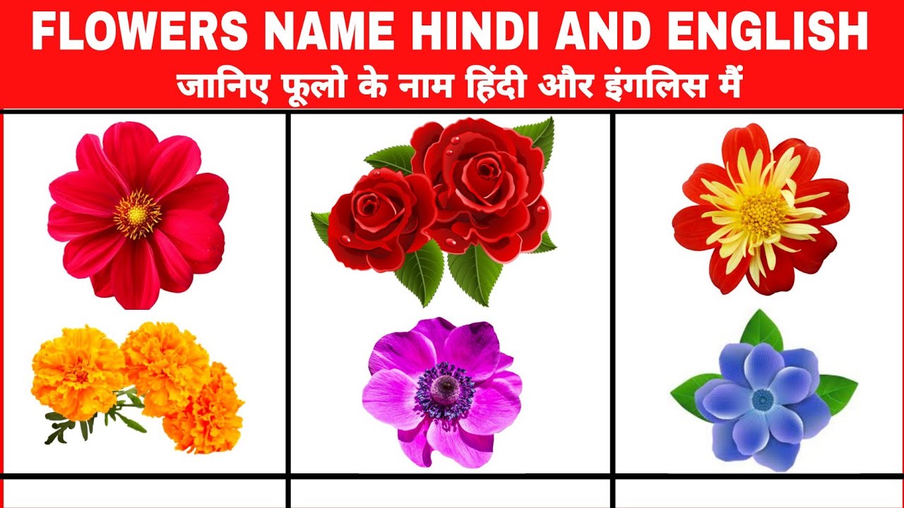 Flowers Name Hindi English Learning Video Best Education Information ...