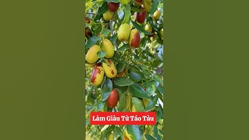 Làm giàu từ Cây Táo Tàu các bác đã biết chưa🥰☎️092.391.6866 #nhavuonngoclam #cayanqua #taotau