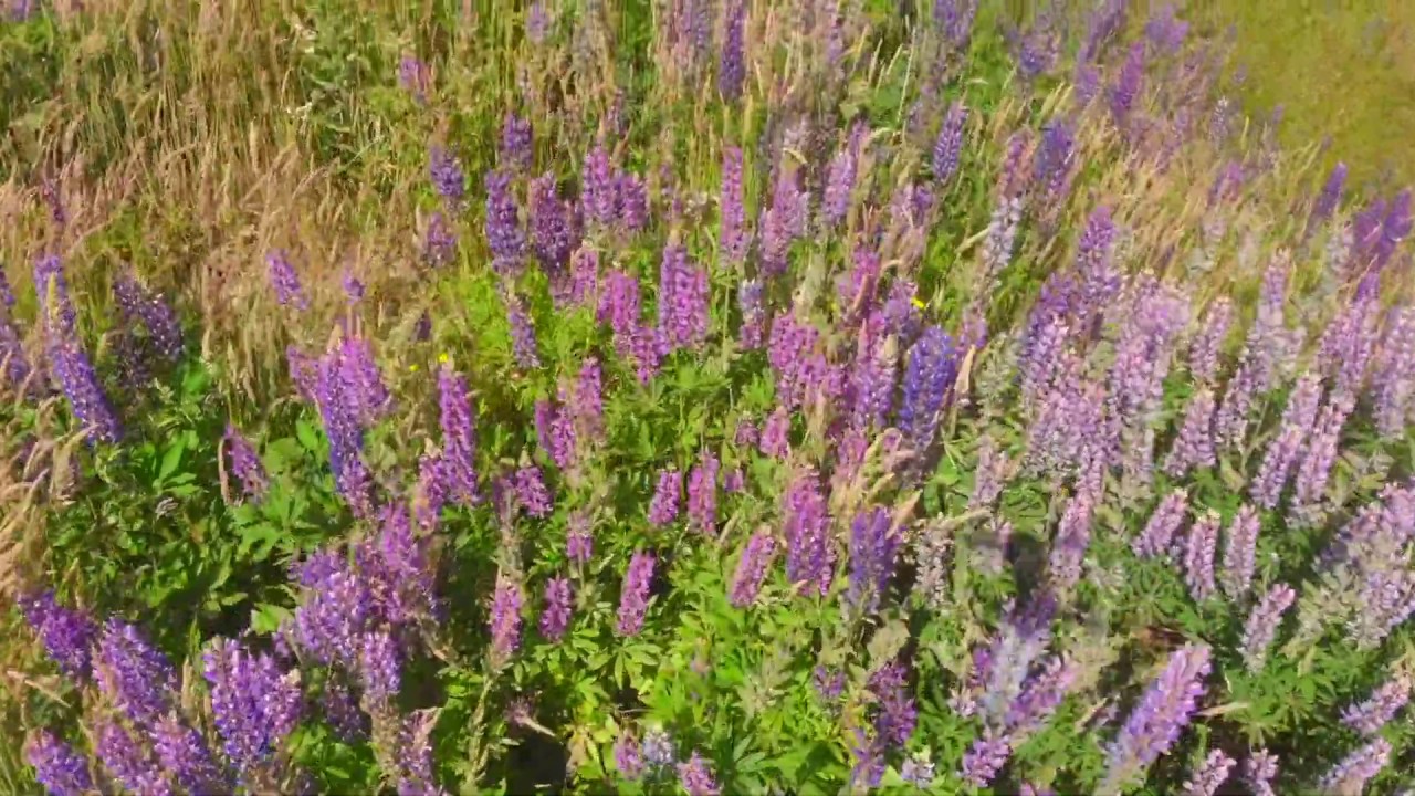 wild flowers,NZ YouTube