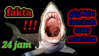 WoW!! Gigi tumbuh dalam 24 JAM,dan berganti 6000 gigi SETAHUN. FAKTA UNIK IKAN HIU!!!