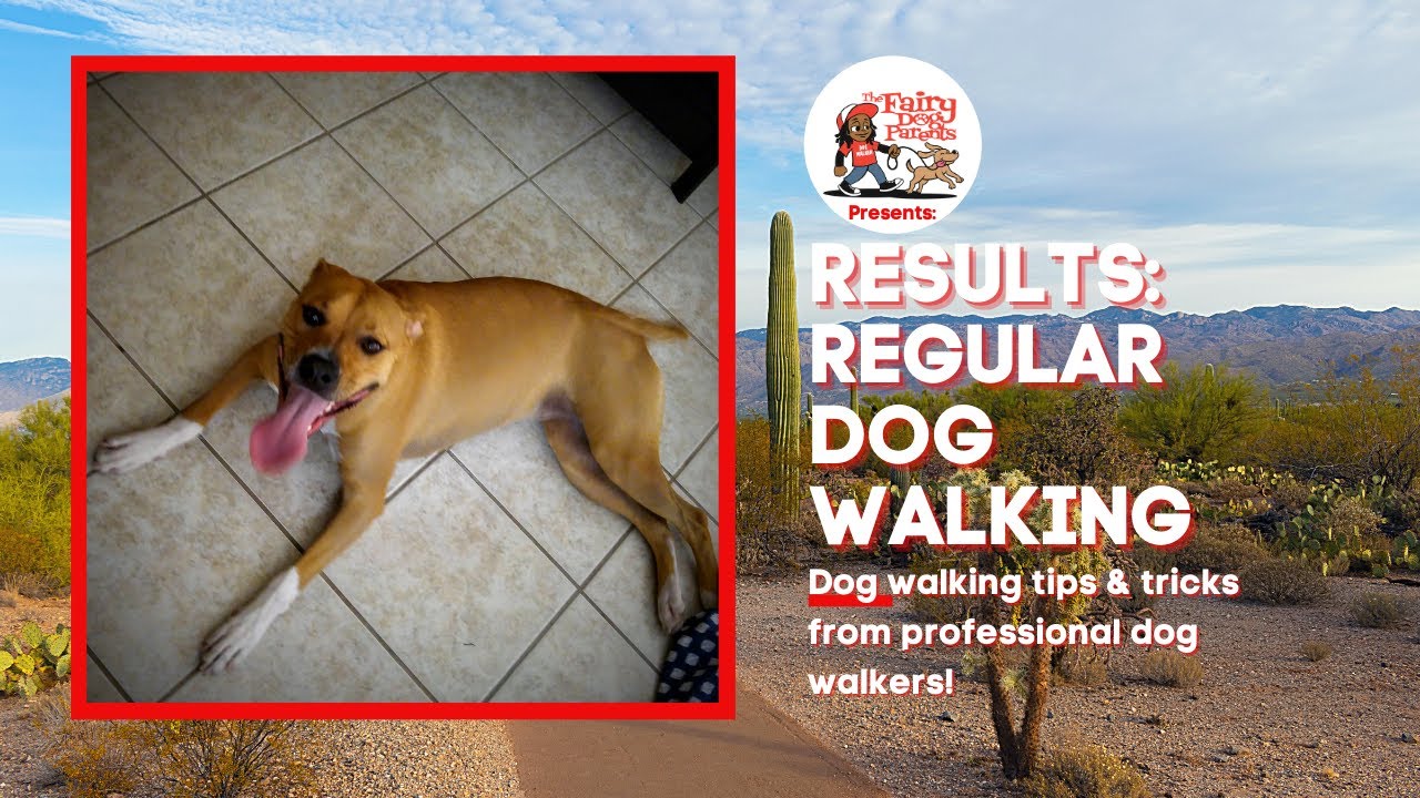 🐶 Results: Regular Dog Walking 🐶 Tips & Tricks from a Pro Dog Walker 🐶 Mid to Large Size Breeds