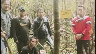 Penancapan Patok Batas Definitif Hutan Produksi di Desa Bontai Kec. Jongkong
