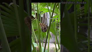 Cockrell butterfly center HMNS Attractions #kidsactivities #outdooradventure #toddleractivities
