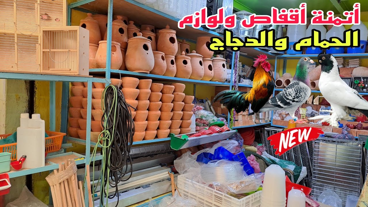 من سوق العيون القريعة🔥زيارة عند عبد الصمد تعرف على أتمنة الحمام دجاج أقفاص جميع لوازم وكالات شرابات