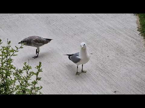Mother and Baby Seagull outside my house asking for food