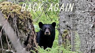 Famous Is This Bear Stalking My Off Grid Home? Net Worth