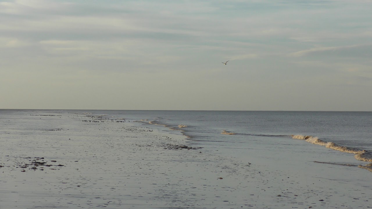 airshow schedule upload Lots of Golden Plovers etc on shore Titchwell Norfolk 14nov18 308p