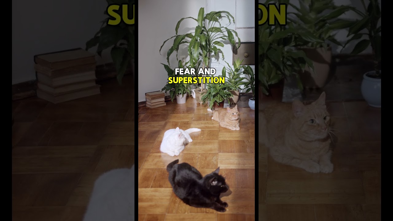 Why Black Cats Are Actually GOOD LUCK