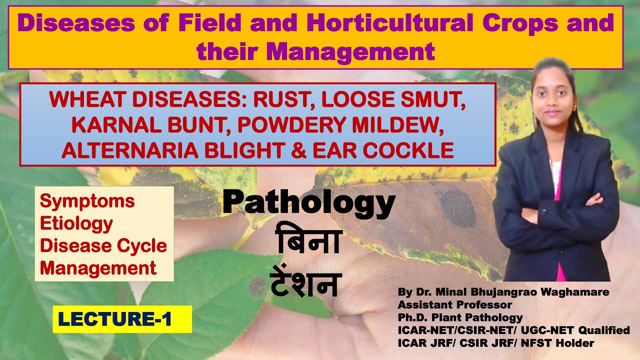 Wheat Diseases Rust Loose Smut Karnal Bunt Powdery Mildew Alternaria Blight and Ear Cockle