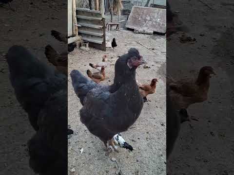 Edith about chickens #shortvideo #tweening