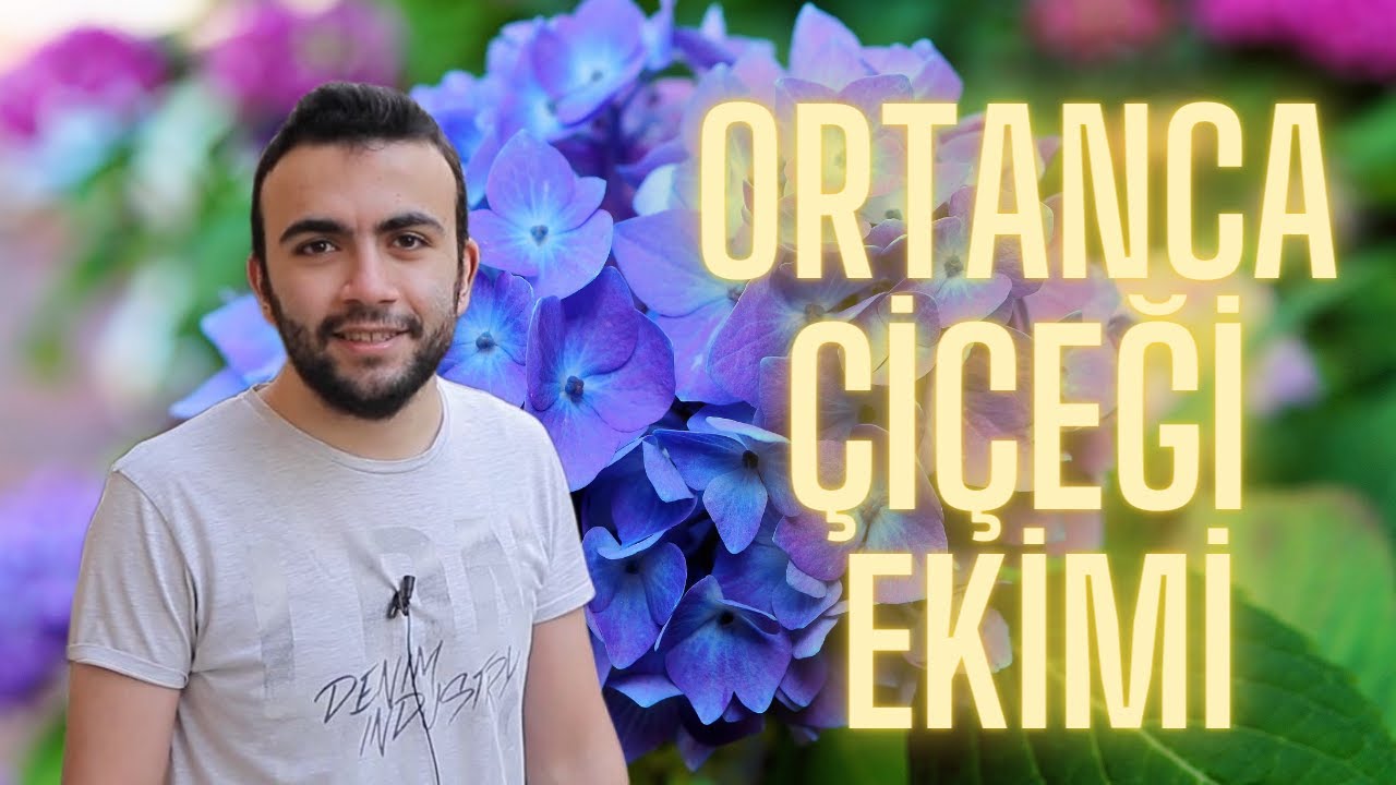 ORTANCA ÇİÇEĞİ TOHUMU EKİMİ (Ortanca Tohumu Nasıl Ekilir)