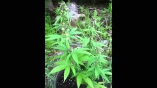 Male With Purple Buds