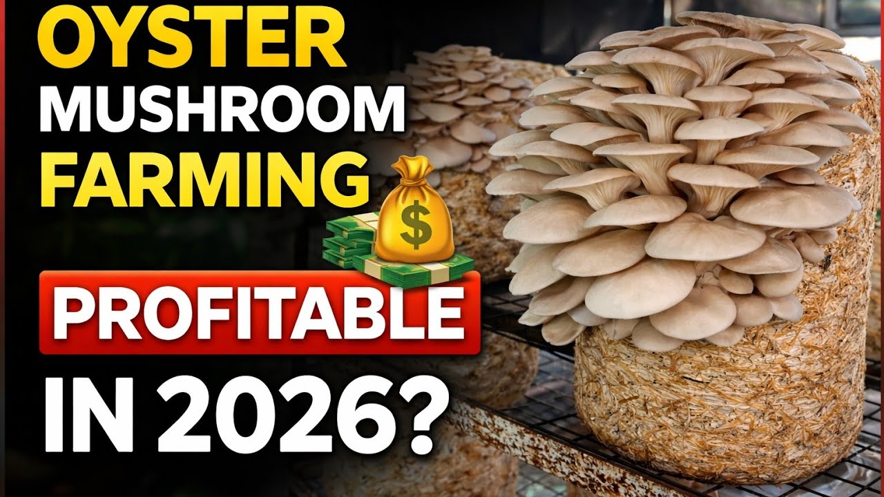Mushroom Farming 🔥